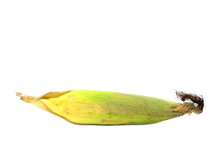 Corn harvesting from the field isolated on white background.の写真素材