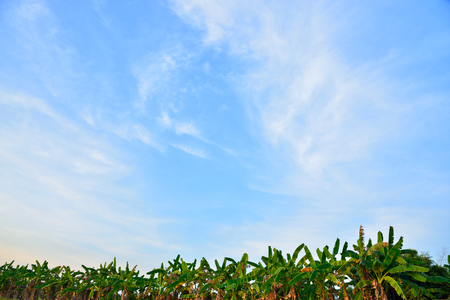 Fluffy white clouds and blue sky with banana plants.の写真素材