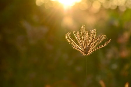 Grass flower closeup with golden sunset light background. Solf focus.の写真素材