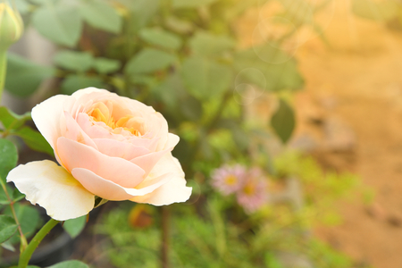 Beautiful pink rose with sun light and flare in the garden. Selective soft focus.の写真素材