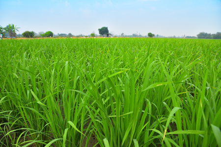 Young rice growing in the paddy field, Thailand.の写真素材