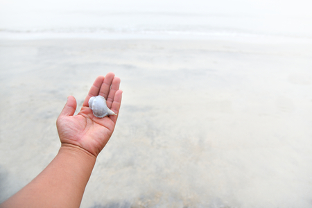 Man holding a shell in his hand on the sea beach background.の写真素材