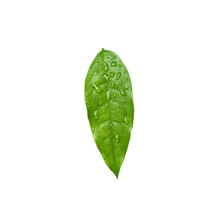 Gnetum gnemon var. tenerum (Baegu) leaf with water drops isolated on white background. It's local...