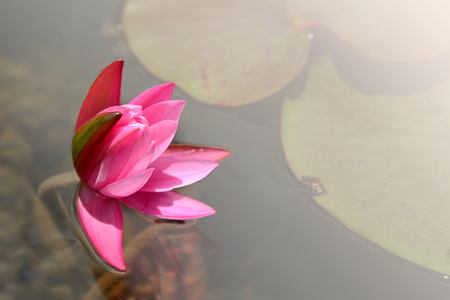 Beautiful pink water lily in a pond.の写真素材