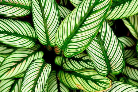 Caladium leaves in tropical plant for nature background. Top view.