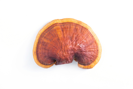 Lingzhi mushroom on white background (Ganoderma Lucidum). Chinese traditional medicine and nutritive valueの写真素材