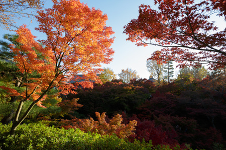 Autumn colors in tofukuji temple, Kyoto Japanのeditorial素材