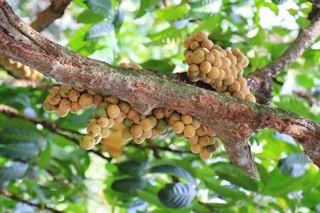 The girl took a tour to Chanthaburi's orchard.の写真素材
