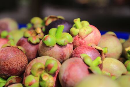 mangosteen from the gardenの写真素材