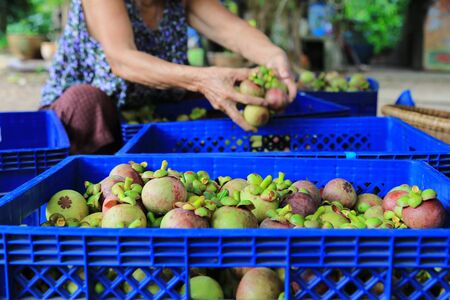 Fresh mangosteen from the gardenの写真素材