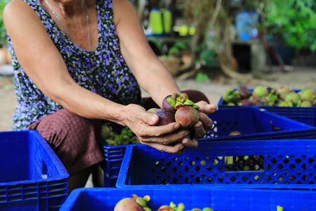 Fresh mangosteen from the gardenの写真素材