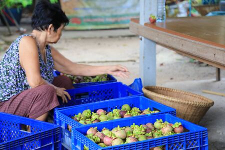 mangosteen from the gardenの写真素材