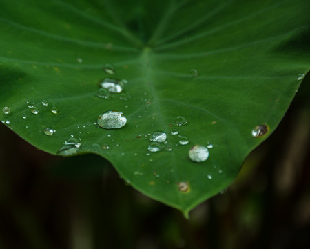 drop on the caladiumの写真素材