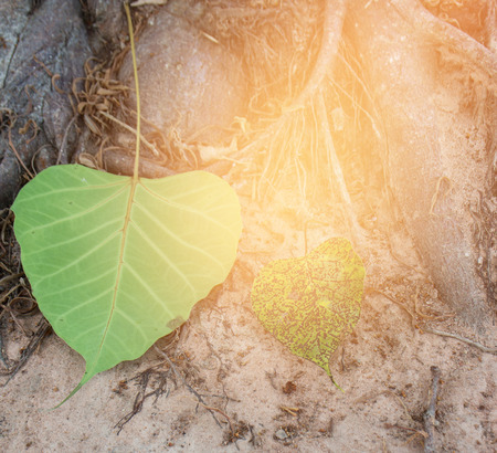 Bo leaves under trees inside the templeの写真素材