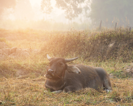 Buffalo is bound to the field in the morning.