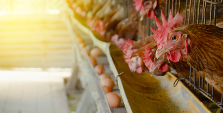 Chicken in the house. Livestock.の写真素材