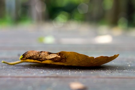 Closeup image of fall leaf on the wooden floor with bokehの写真素材