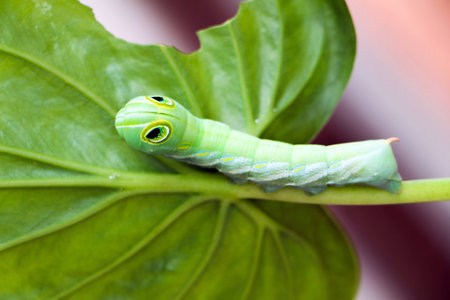 Caterpillar on green leafの写真素材