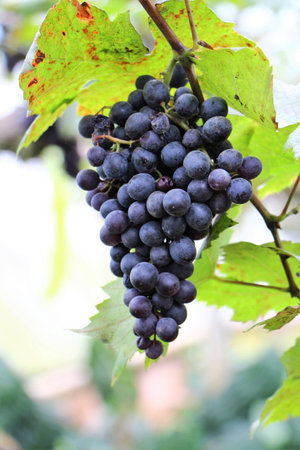 A ripe of black grape の写真素材