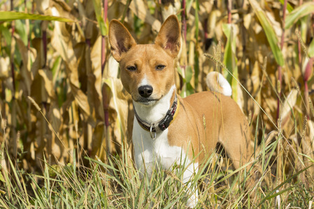Basenji dog in a field of corn. bright sunの写真素材