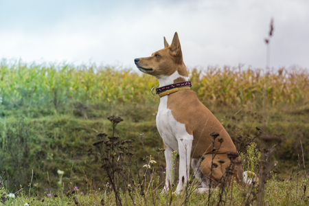 Basenji dog sits amid fields of corn.の写真素材