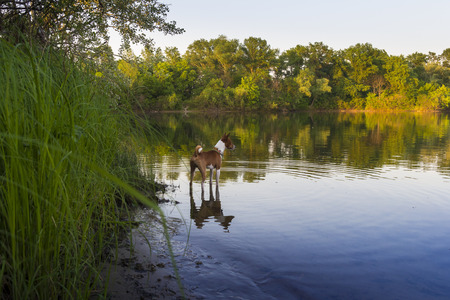 Basenji. Dog on the river bank. Sunset. bright lightの写真素材