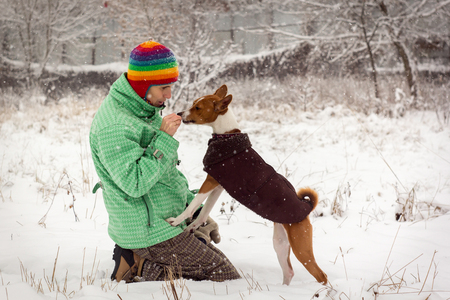 Basenji in the snow. Walking with the owner in snowy weather.の写真素材