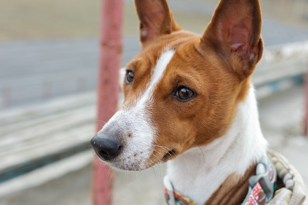 Basenji dog portrait outdoors. Alarmed by opinion. Close-upの写真素材