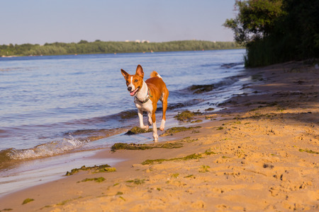 Red and white Basenji. Dog running on the sandy banks of the river. Sun at sunsetの写真素材