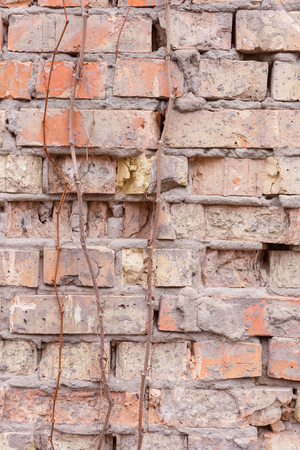 Texture of old brick wall. Dumps plaster, broken bricks. Branches of wild grapes. Daylightの写真素材