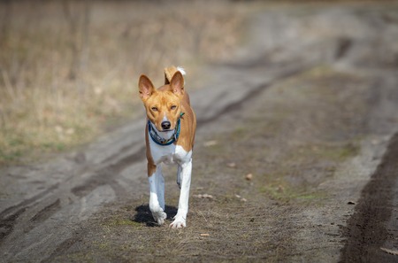 Basenji dog walking in the park. Spring sunny dayの写真素材
