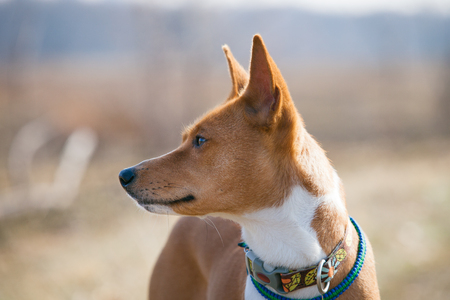 Basenji dog walking in the park. Spring sunny day. Portrait close-upの写真素材