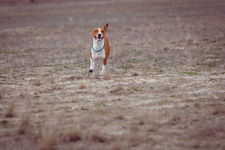 Coursing. Basenji dogs run after a lure. Grassy field. Springの写真素材