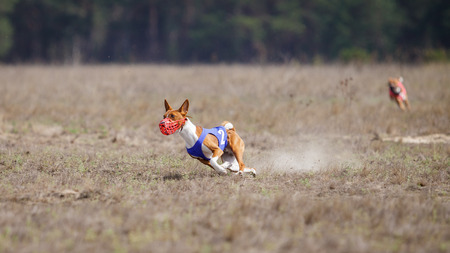 Coursing, passion and speed. Basenji dogs muzzled run across the field. sunny dayの写真素材