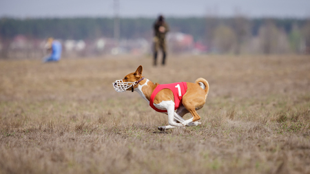 Coursing, passion and speed. Basenji dogs muzzled run across the field. sunny dayの写真素材
