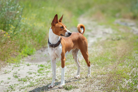 Basenji dog walking in the park. Summer sunny dayの写真素材
