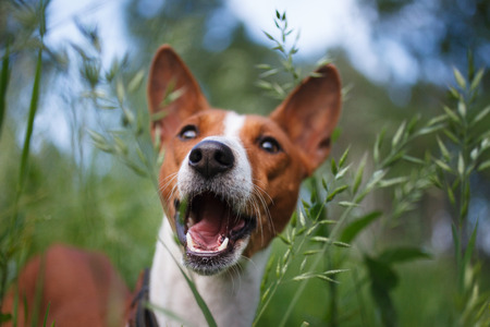 Portrait of Basenji dog at sunsetの写真素材