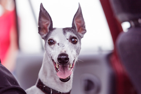 Coursing. Portrait of a whippet dog. Waiting for his race. Gambling, crazy eyesの写真素材