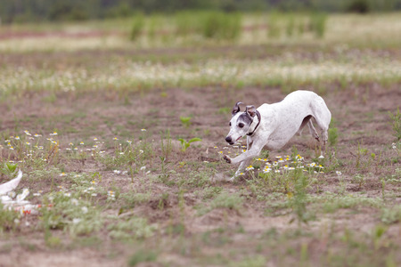Coursing. Whippet dog running in the field. Camomile field on a sunny dayの写真素材