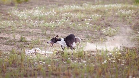 Coursing. Dogs Whippet finish lacks the lure. Camomile field on a sunny dayの写真素材