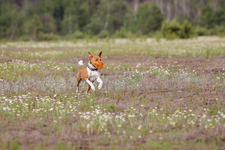 Coursing. Basenji dog running in the field. Camomile field on a sunny dayの写真素材