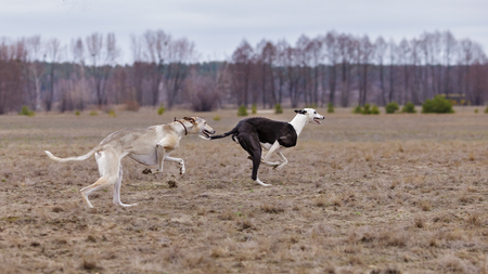 Training for coursing. Greyhound Race and Russian Hort. Clear, early springの写真素材