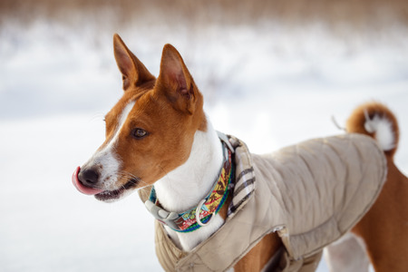 Basenji dog walking in winter forest. Cold snowy day. Dog in winter clothesの写真素材
