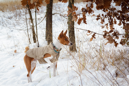 Basenji dog walking in winter forest. Cold snowy day. Dog in winter clothesの写真素材