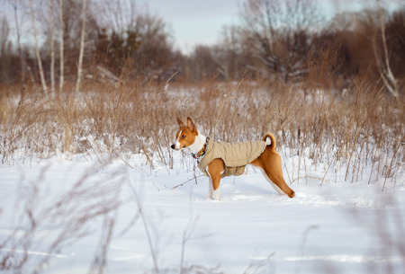 Basenji dog walking in winter forest. Cold snowy day. Dog in winter clothesの写真素材