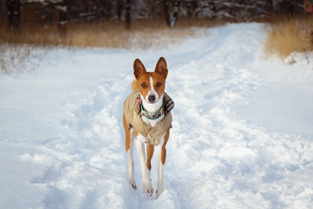 Basenji dog walking in winter forest. Cold snowy day. Dog in winter clothesの写真素材