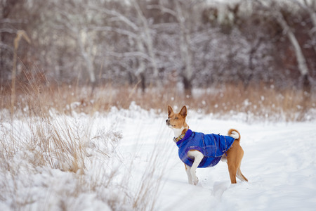 Basenji dog walking in winter forest. Cold snowy day. Dog in winter clothesの写真素材