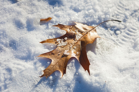 Sunny day outdoors. Oak leaf on the snowの写真素材