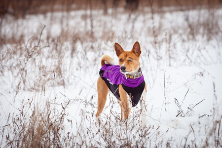 Basenji dog walking in winter forest. Cold snowy day. Dog in winter clothesの写真素材