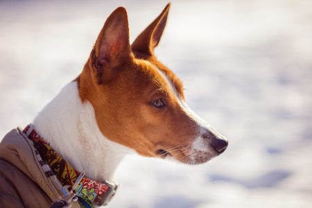 Basenji dog portrait against a background of snow. Sunny winter dayの写真素材
